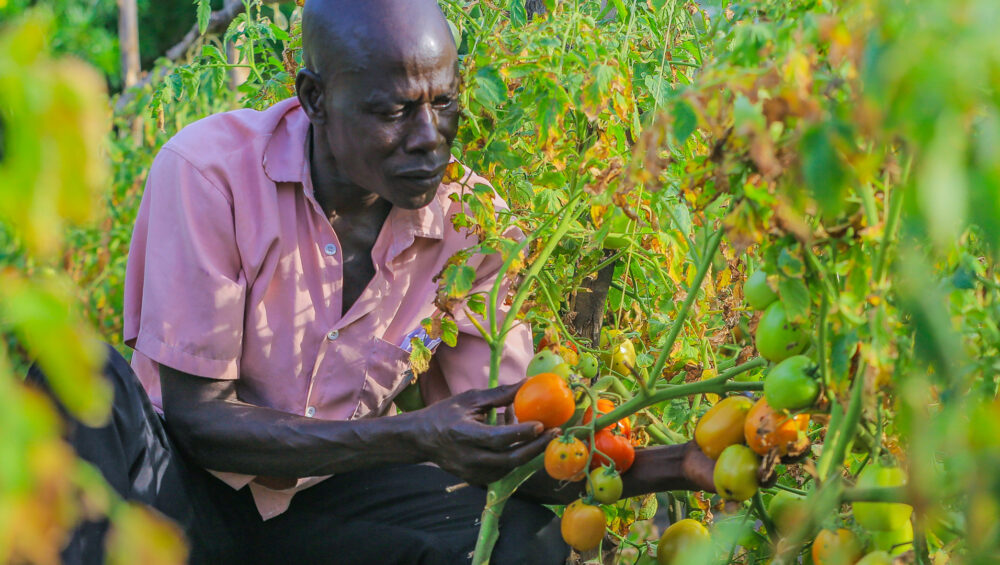 tomato-​​crop-at-Kubala-village